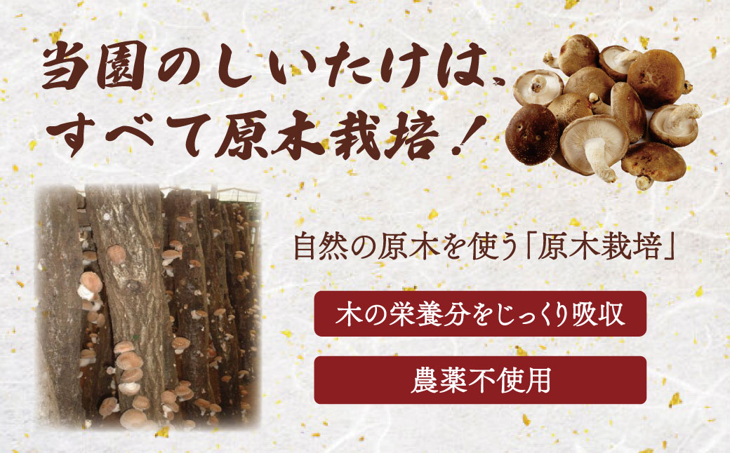 無農薬 無肥料 伊豆産 原木栽培の生・乾しいたけセット （生しいたけ 1kg・乾しいたけ 清助どんこ 250g）　【椎茸 キノコ 肉厚 シイタケ 乾燥 】　020-009