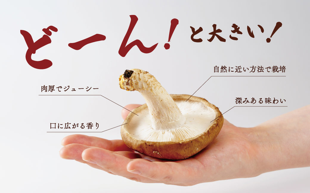 無農薬 無肥料 伊豆産 原木栽培の生・乾しいたけセット （生しいたけ 1kg・乾しいたけ 清助どんこ 250g）　【椎茸 キノコ 肉厚 シイタケ 乾燥 】　020-009