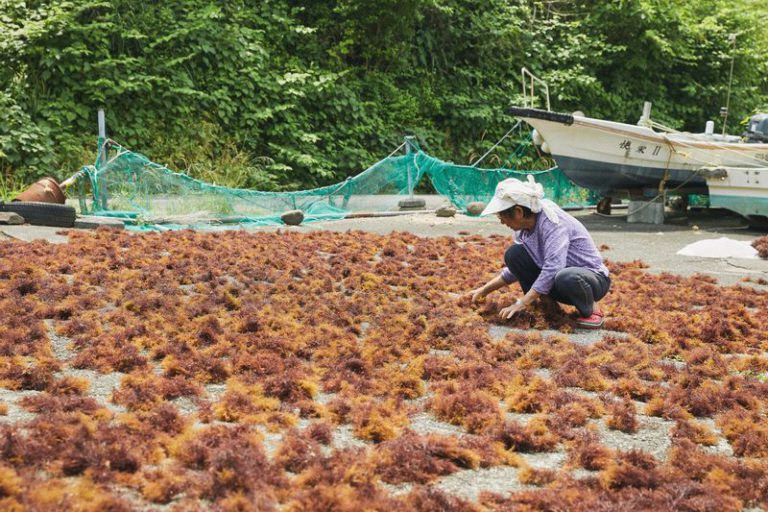 äŒè±ã®å¿å€ª ãšãããŠã 倩çªãã»ããïŒåå
¥ïŒäžæ¯é
¢ããä»ïŒããã€ãšãã é£ç©ç¹ç¶ äŒè±åž é岡çã014-001