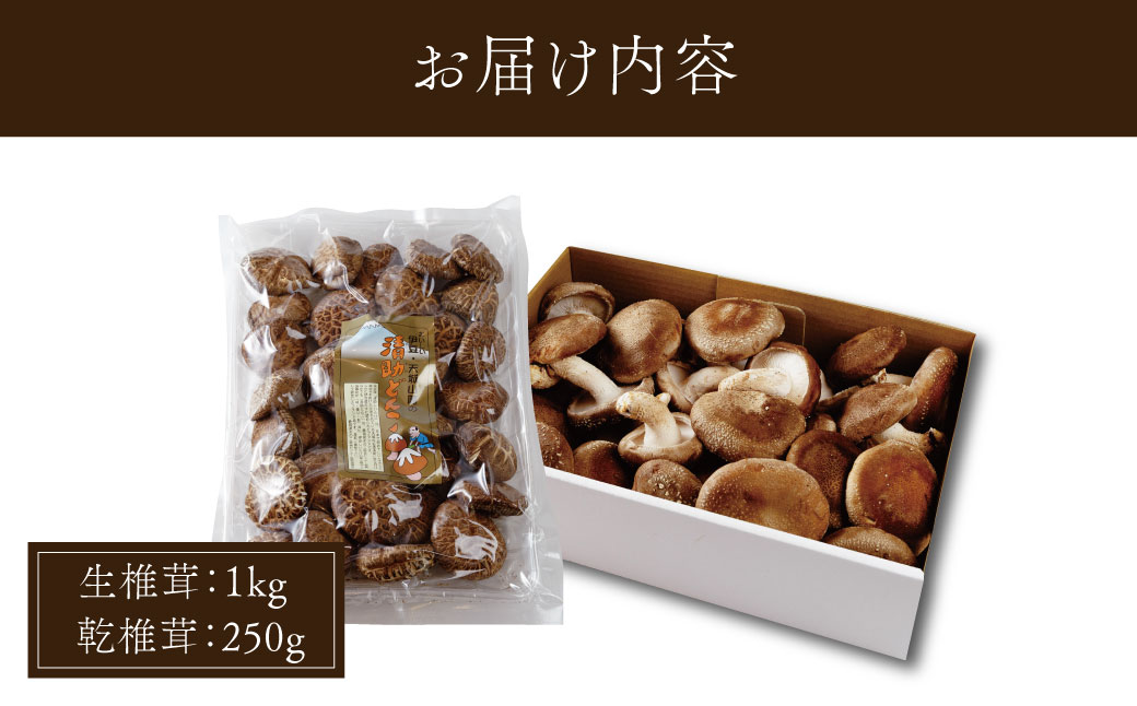 無農薬 無肥料 伊豆産 原木栽培の生・乾しいたけセット （生しいたけ 1kg・乾しいたけ 清助どんこ 250g）　【椎茸 キノコ 肉厚 シイタケ 乾燥 】　020-009