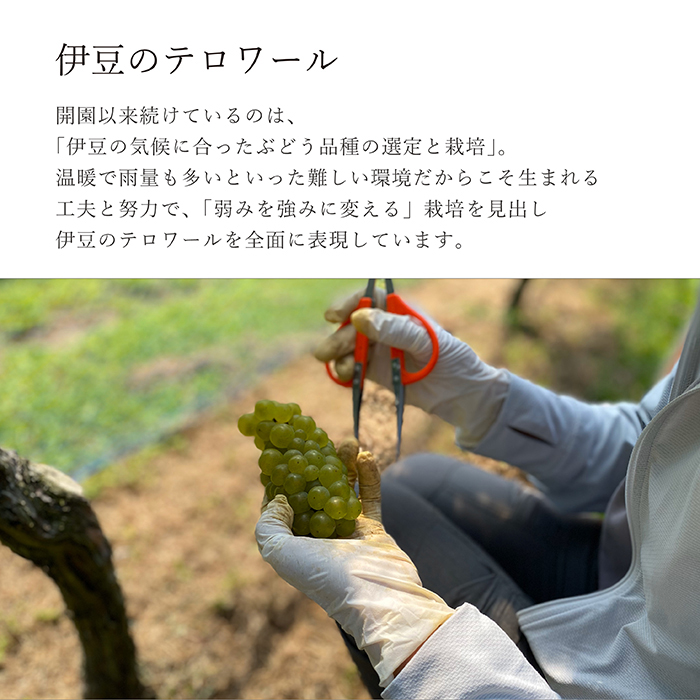 【日本ワインコンクール2025 銅賞】伊豆シャルドネ-プレミアム-2023（化粧箱入り）1本 750ml | ワイン 白ワイン Wine わいん ギフト 贈答 静岡 伊豆 | 023-005