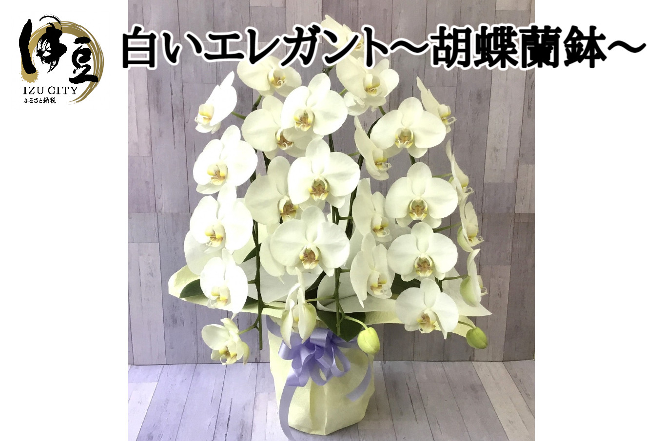 飾りやすいサイズ感 素敵な お花 白い エレガント 胡蝶蘭 1鉢　【静岡 伊豆フラワーギフト 花 贈り物】030-001