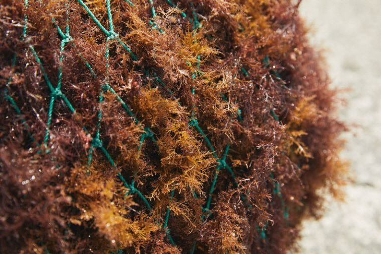 äŒè±ã®å¿å€ª ãšãããŠã 倩çªãã»ããïŒåå
¥ïŒäžæ¯é
¢ããä»ïŒããã€ãšãã é£ç©ç¹ç¶ äŒè±åž é岡çã014-001