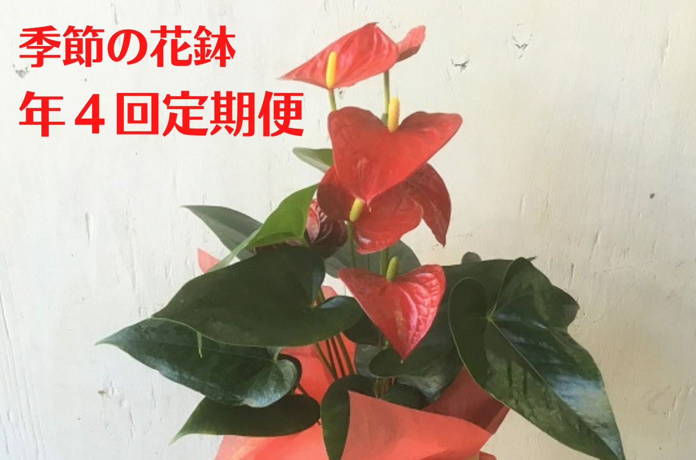 （定期便・年4回）あきつフルール 季節の花鉢 (3ヶ月に1回 計4回）【伊豆 花 ギフト 定期便 鉢植え】　052-001