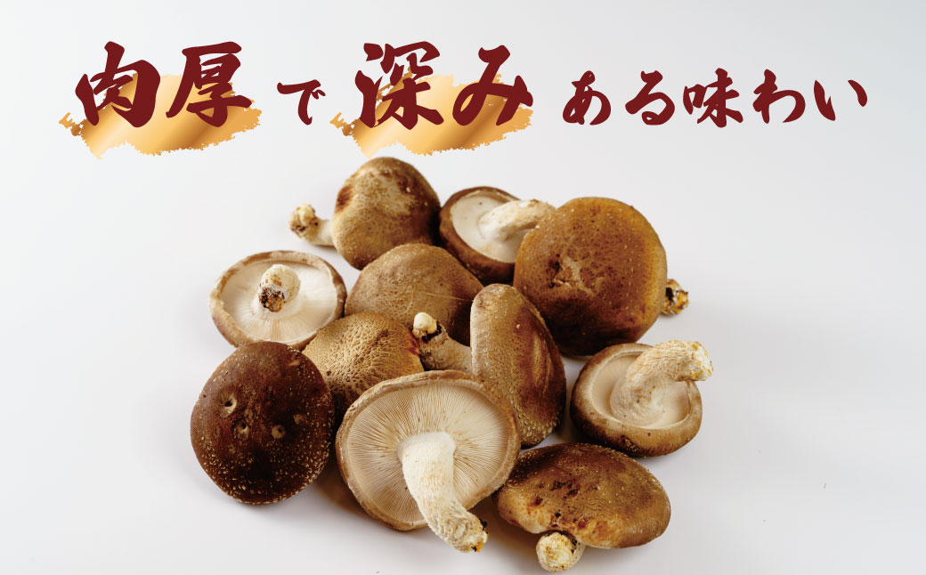 無農薬 無肥料 伊豆産 原木栽培の生・乾しいたけセット （生しいたけ 1kg・乾しいたけ 清助どんこ 250g）　【椎茸 キノコ 肉厚 シイタケ 乾燥 】　020-009