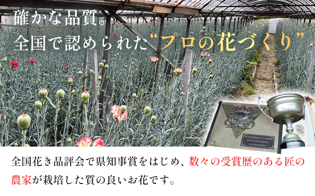 【先行予約・限定5セット・11月中旬〜3月下旬配送】キンギョソウ（20本前後）