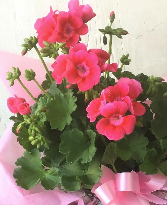 （定期便・年4回）あきつフルール 季節の花鉢 (3ヶ月に1回 計4回）【伊豆 花 ギフト 定期便 鉢植え】　052-001