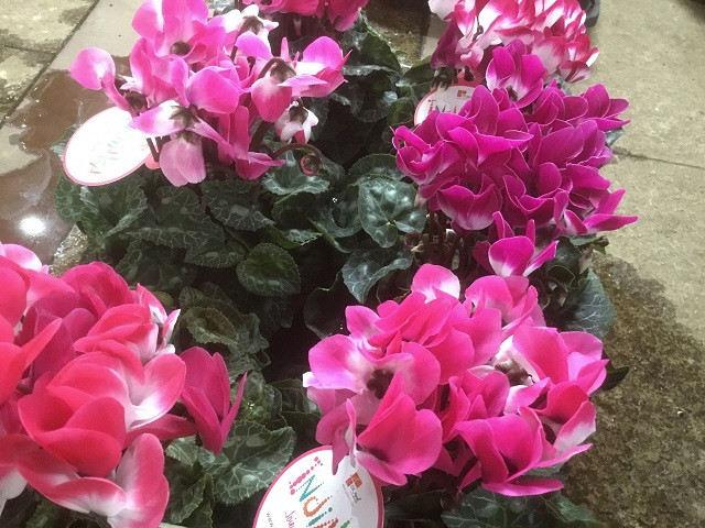 （定期便・年4回）あきつフルール 季節の花鉢 (3ヶ月に1回 計4回）【伊豆 花 ギフト 定期便 鉢植え】　052-001