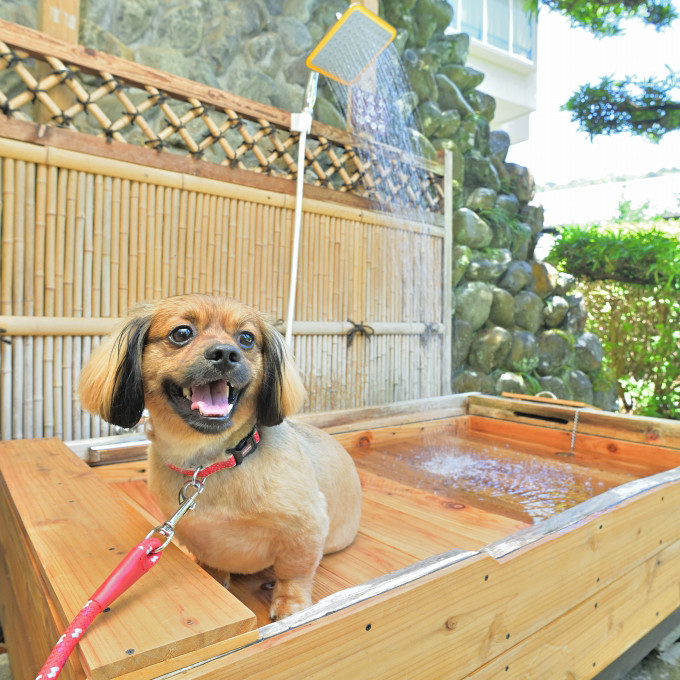 修善寺温泉 修善寺絆＋ 愛犬と一緒にお泊り 商品券 150,000円分 【静岡県 伊豆市 温泉 温泉宿 宿泊券 宿泊 旅行 旅行クーポン 商品券 補助券 ペット ホテル お泊り ペット 愛犬 犬 いぬ イヌ 家族 ファミリー 友達 友人 カップル 夫婦 宿泊券 補助券 チケット 利用券 贅沢 旅行 家族旅行 卒業旅行 記念旅行 記念日 お祝い 誕生日 卒業 結婚 還暦 ご褒美 】50-009