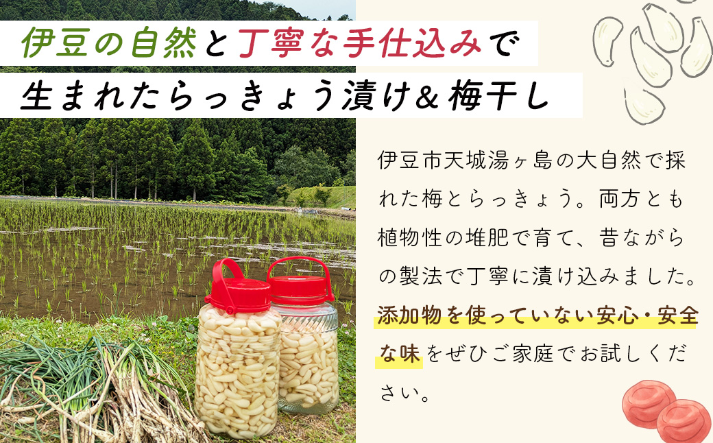 （数量限定） 伊豆 天城農園 青い鳥 グランパ 梅干し 160g×2パック・グランマ らっきょうの甘酢漬け 130g×2パック 【梅 無添加 減塩 らっきょう 数量限定 】015-009