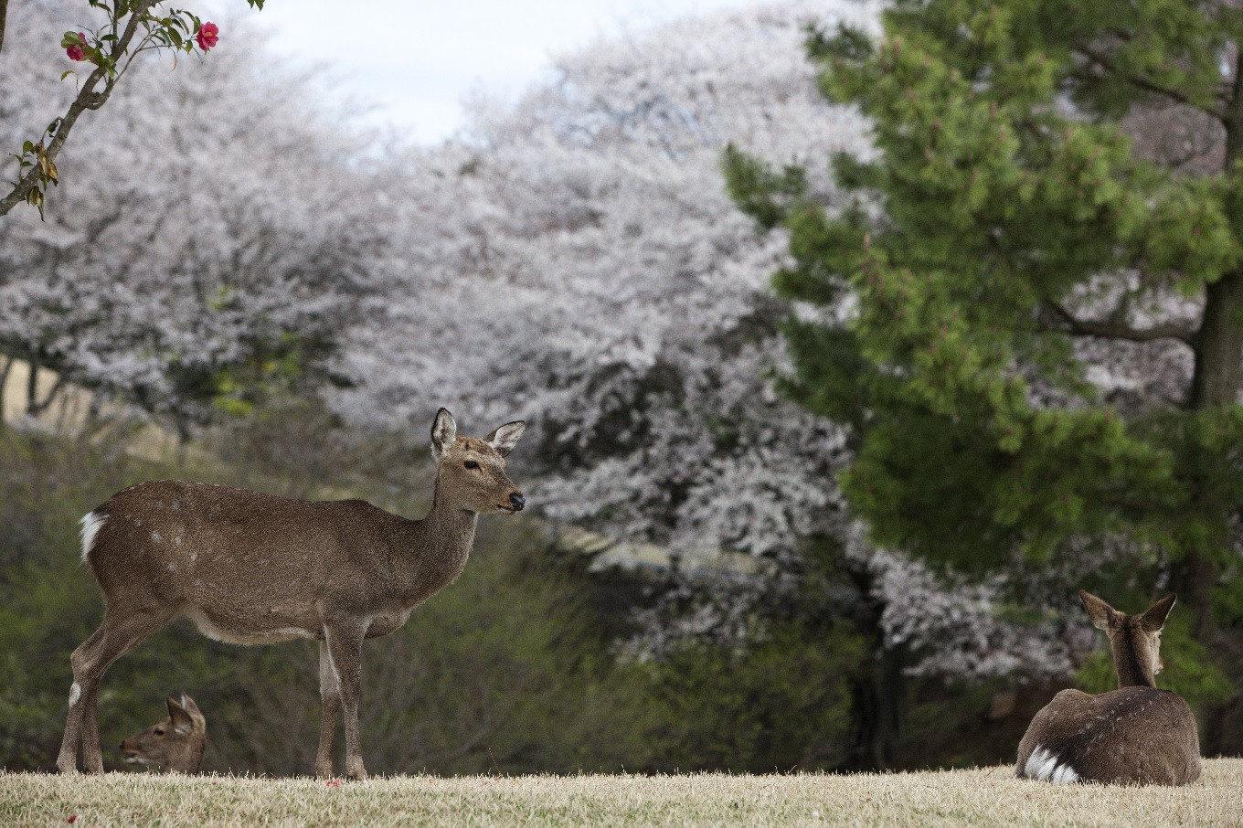 修善寺カントリークラブ ゴルフプレー券 平日１組（４名まで） 【ゴルフ コース ゴルフ場 ゴルフコース 利用券 プレー券 チケット 静岡県 伊豆市 静岡 伊豆 修善寺カントリー】090-001