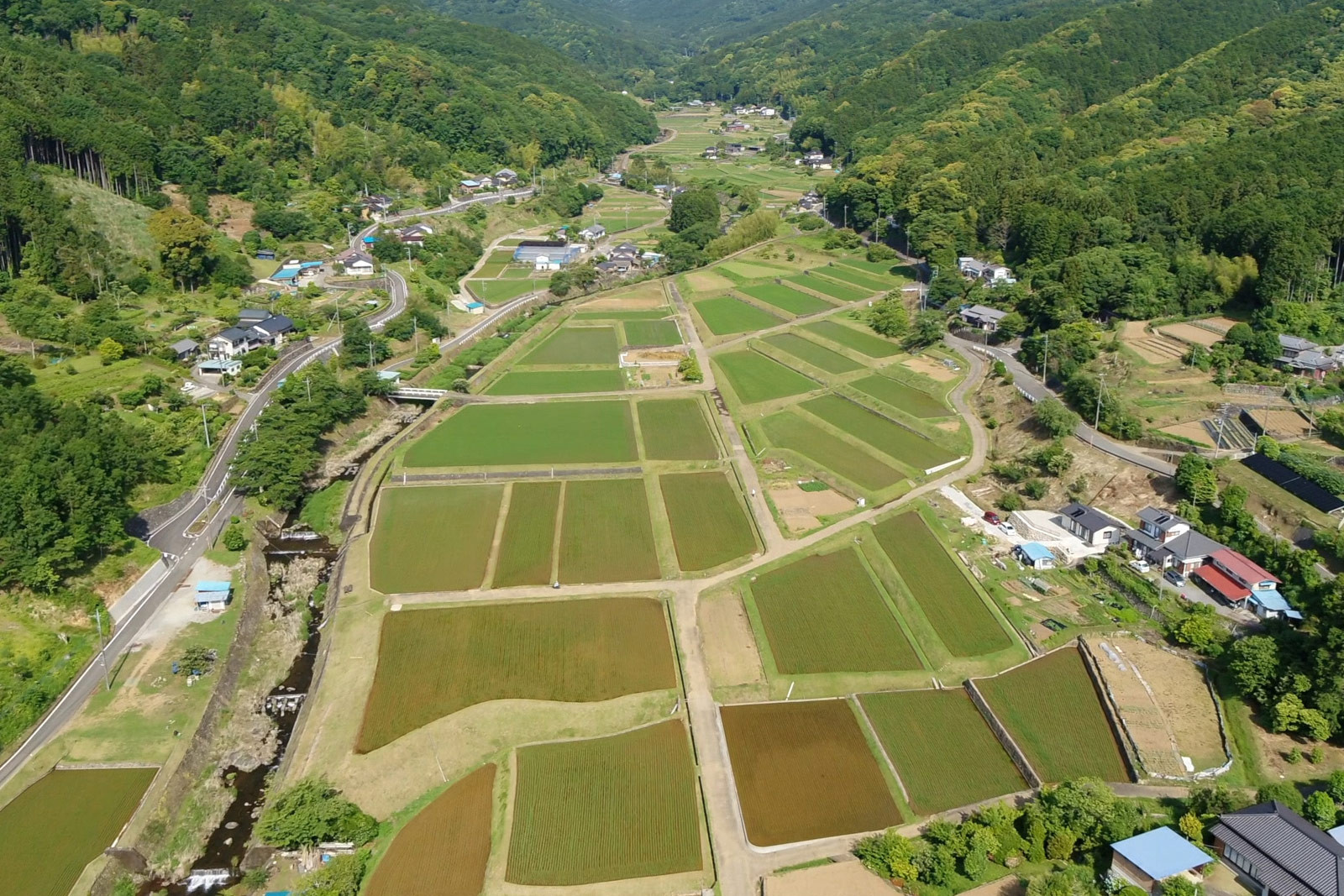 【数量限定】定期便（全３回）修善寺 桂流こしひかり（５kg）| コシヒカリ 白米 お米 精米 国産 米 ごはん 特別栽培米 お取り寄せ 静岡県 伊豆市 | 045-003