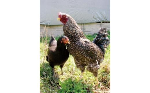 倩åè»é¶ äžçŸœ ãŸããŸã ã»ããïŒå€©åè»é¶1矜åã»çããã³ 1æ¬ã»å®å
šå€©æ¥å¡© 50ïœã»çãã 80gã»ã·ã³ã±ã³ã¢ã¹ãã㯠200ïœïŒãé岡ç äŒè±åž è é¶è èŽ
æ²¢ é岡ç äŒè±åž 倩åè»é¶ ãšã é¶è è äººæ° å å·¥å ã¢ãœãŒã 倩å é¶ ã¯ã³ã©ã³ã¯ æ©é
ãã€ãŸã¿ ãé
ãäŸ åç£å ããã³ æšã¿ ã·ã³ã±ã³ã¢ã¹ãã㯠çãã ã©ãŒã¡ã³ é¶ããã¹ãŒã éšäœ èŽ
æ²¢ãã037-002