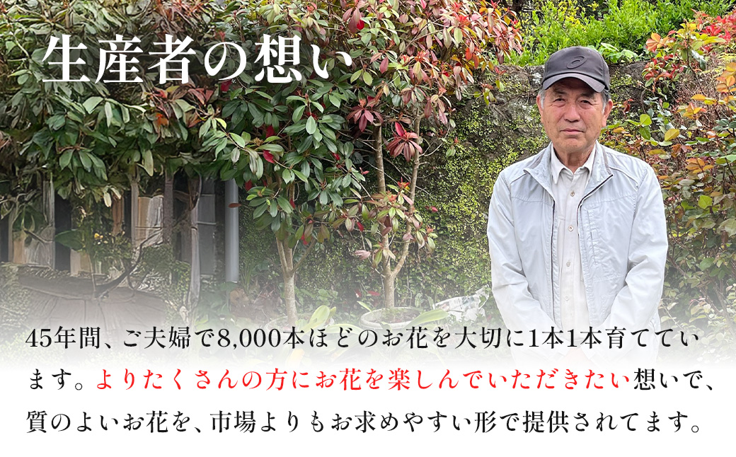 【先行予約・限定5セット・11月中旬〜3月下旬配送】キンギョソウ（20本前後）