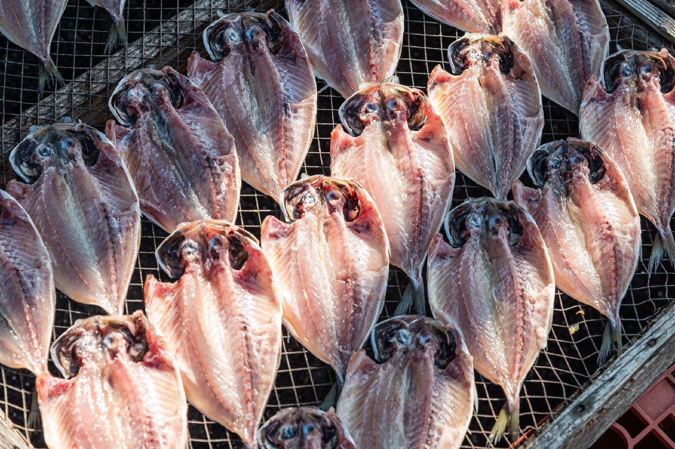 豌エ螟ゥ荳ク豌エ逕」 螟ゥ譌・蟷イ縺 謇矩繧 縺イ繧ゅョ繧サ繝繝5シ磯醍岼魃 12譫壹サ繧「繧ク 20譫壹サ繧ォ繝槭せ 10譫壹サ繧ソ繝√え繧ェ 6譫壹サ繧、繝ッ繧キ 10譫壹サ繧オ繝ウ繝 10譫壹サ繧「繧クシ医∩繧翫sシ10譫壹サ繧ィ繝懊ム繧、 10譫夲シ峨縲蝉シ願ア 鬧ソ豐ウ貉セ 蟷イ迚ゥ 騾ク蜩 8遞ョ鬘 髱吝イ。 莨願ア 鬧ソ豐ウ貉セ 貎ョ鬚ィ 閾ェ螳カ陬ス騾 蟷イ迚ゥ 謇矩繧 騾ク蜩 縺イ繧ゅョ 鬲 辟シ縺埼ュ 繧「繧ク 繧ォ繝槭せ 驥醍岼魃 繧、繝ッ繧キ 繧オ繝ウ繝 繧、繧ォ 繧ソ繝√え繧ェ 繧ィ繝懊ム繧、 縺ソ繧翫s 豬キ縺ョ蟷ク縲14-001