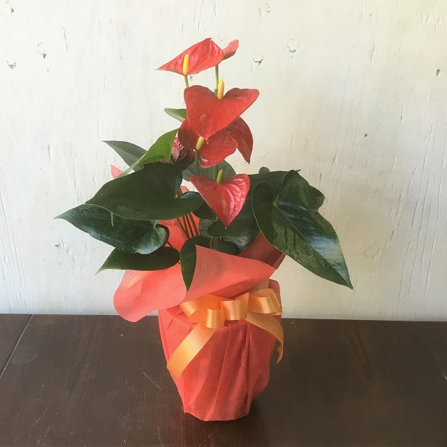 （定期便・年4回）あきつフルール 季節の花鉢 (3ヶ月に1回 計4回）【伊豆 花 ギフト 定期便 鉢植え】　052-001