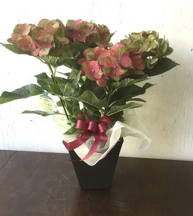 （定期便・年4回）あきつフルール 季節の花鉢 (3ヶ月に1回 計4回）【伊豆 花 ギフト 定期便 鉢植え】　052-001