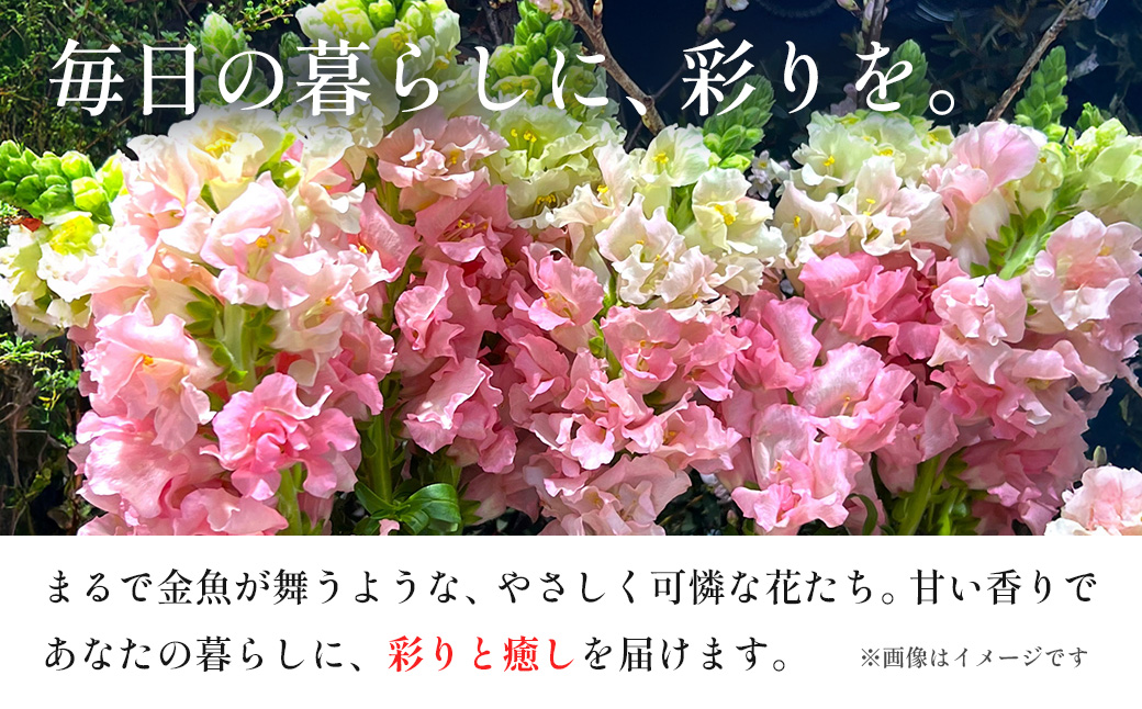 【先行予約・限定5セット・11月中旬〜3月下旬配送】キンギョソウ（20本前後）