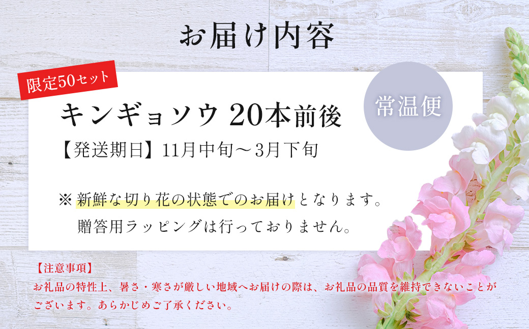 【先行予約・限定5セット・11月中旬〜3月下旬配送】キンギョソウ（20本前後）