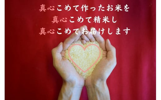 【数量限定】定期便（全３回）修善寺 桂流こしひかり（５kg）| コシヒカリ 白米 お米 精米 国産 米 ごはん 特別栽培米 お取り寄せ 静岡県 伊豆市 | 045-003