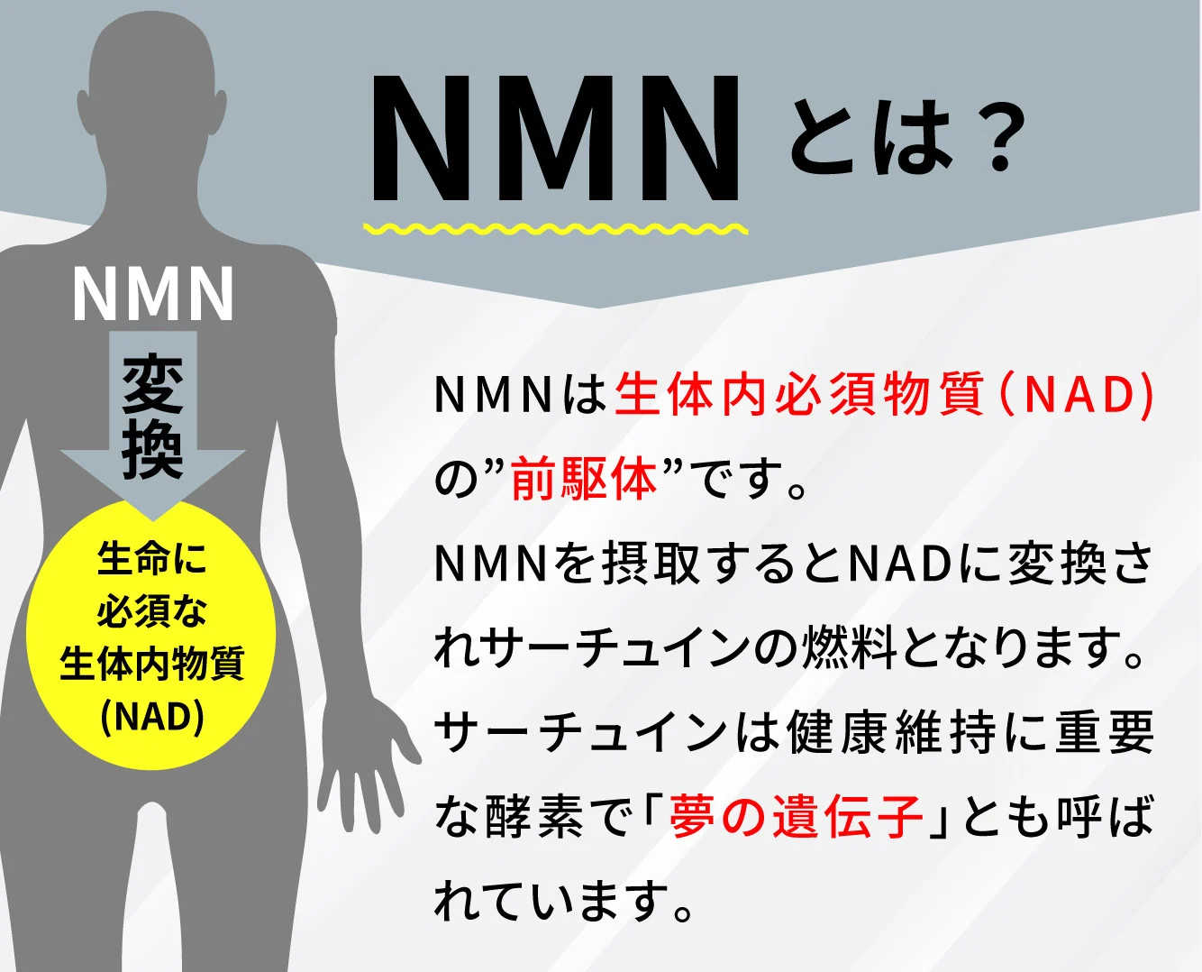 繧ソ繝シ繝翫Μ繝シNMNシ60邊貞・繝代え繝シ嘉暦シ定「九舌お繧、繧ク繝ウ繧ー繧ア繧「 鬮倡エ泌コヲ 蛛・蠎キ邯ュ謖 豈取律鄙呈」 蝗ス蜀蟾・蝣エ 邱鷹サ濶イ驥手除 繝薙ち繝溘ΦA 繝薙ち繝溘ΦC 繝薙ち繝溘ΦE NAD 鄒主ョケ 蛛・蠎キ 繧ォ繝励そ繝ォ 髱吝イ。 莨願ア縲RNA NMN nmn 繧オ繝励Μ 繧オ繝励Μ繝。繝ウ繝 蝗ス蜀陬ス騾 鬮倡エ泌コヲ 閠宣ク諤ァ 繧ォ繝励そ繝ォ 繧ソ繝悶Ξ繝繝 蛛・蠎キ 繧オ繝シ繝√Η繧、繝ウ縲