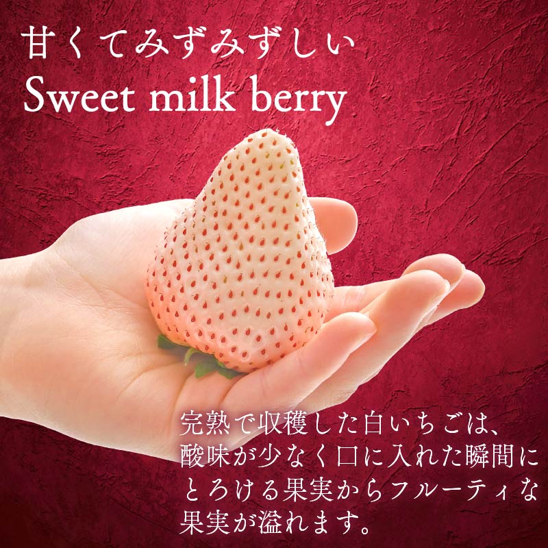いちご 白いちご 計 200g 計 1 パック 高級 白 イチゴ 苺 セット Sweet milk berry 1 パック 200g × 1 パック フルーツ 果物 ストロベリー 産地直送 国産 スイーツ デザート くだもの イチゴ 果物 贈答用 ギフト 畠農宝 静岡県 牧之原市
