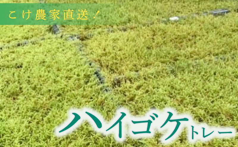 こけ専門農家直送!! ハイゴケ（育苗トレー入り）2枚 苔テラリウム 苔 コケ 牧之原市 静岡県