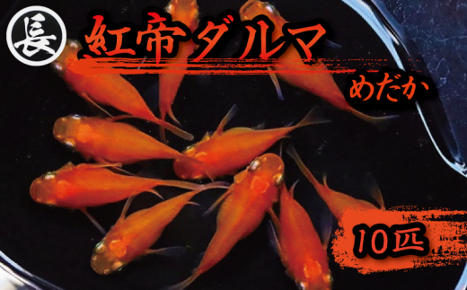 129-6 魚介 魚類 魚 紅帝ダルマ 10匹 めだか 飼育 おすすめ 水槽 インテリア 生物 鑑賞 美 静岡県 牧之原市 丸長
