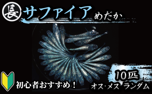 129-11 魚介 魚類 魚 サファイア オス・メス ランダム 10匹 めだか 飼育 初心者 おすすめ 水槽 インテリア 生物 鑑賞 美 静岡県 牧之原市 丸長