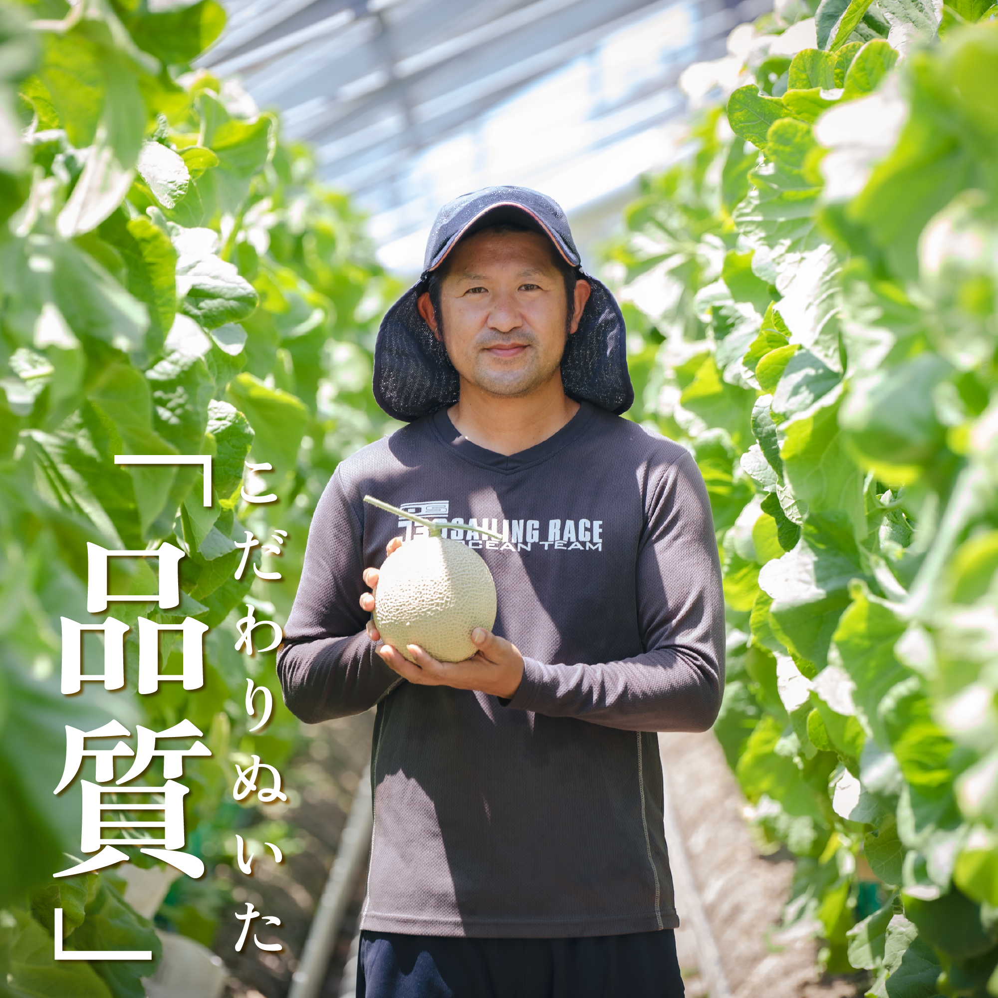 アローマメロン 1.3kg以上 × 2玉 白級 静岡県温室農業組合直送 国産 スイーツ デザート おやつ めろん 舐瓜 果物 くだもの フルーツ 人気 贈り物 プレゼント 厳選 静岡県 牧之原市