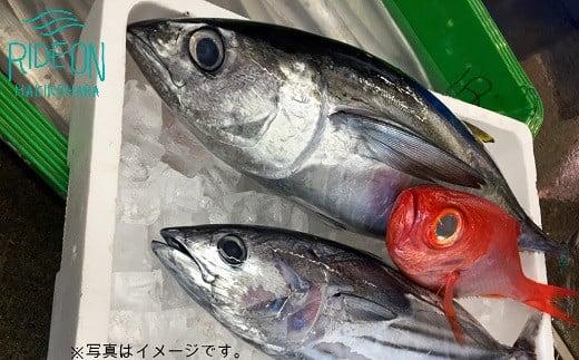 019-1　駿河湾のビックリ箱（スタンダード）魚 新鮮