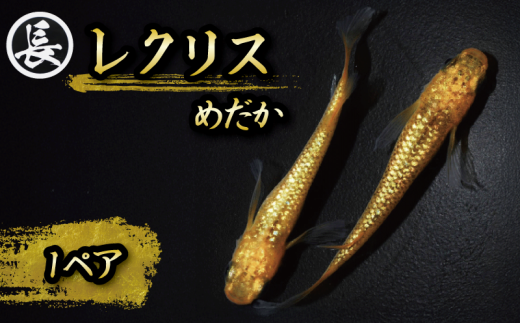 129-3 魚介 魚類 魚 レクリス 1ペア めだか 飼育 おすすめ 水槽 インテリア 生物 鑑賞 美 静岡県 牧之原市 丸長