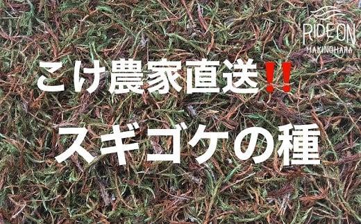 123-10　こけ専門農家直送!!スギゴケの種10L