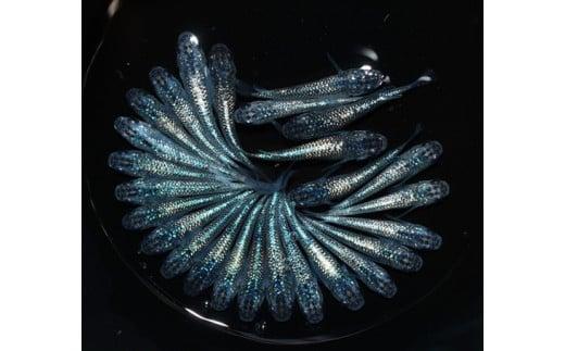 129-10　サファイア　オス・メス　ランダム20匹