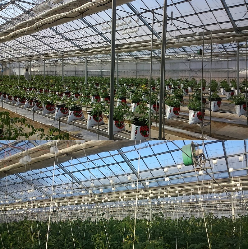 【先行予約】ミニ トマト フルーツ トマト ラブリーさくら うまたま 予約 受付 1kg × 3回 発送 計 3kg 国産 野菜 フルーツ 甘い 静岡県 牧之原市 山本農園