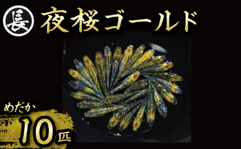 129-29　夜桜ゴールド　オス・メス　ランダム10匹  鑑賞用 繁殖 綺麗 メダカ アクアリウム 水槽 静岡県 牧之原市 丸長