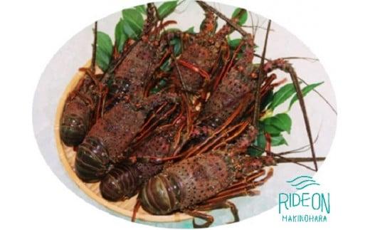 019-4　伊勢海老（スタンダード）新鮮 駿河湾