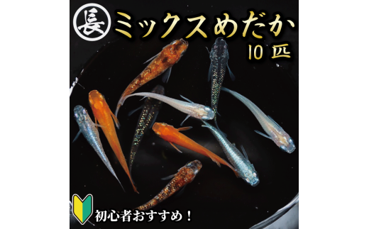 129-2 魚介 魚類 魚 ミックスめだか 10匹 めだか 飼育 初心者 おすすめ 水槽 インテリア 生物 鑑賞 美 静岡県 牧之原市 丸長