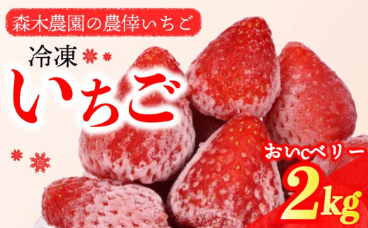 冷凍 いちご 苺 2kg以上 完熟 おいCベリー ヘタ取り いちご 静岡 限定 苺 冷凍いちご 果物 スイーツ いちご 牧之原市 デザート フルーツ スイーツ アイス ジャム シャーベット ベリー 氷菓 冷凍 甘い オススメ ギフト 人気 牧之原市 森木農園