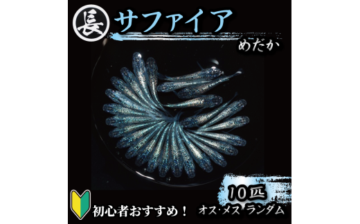 129-11 魚介 魚類 魚 サファイア オス・メス ランダム 10匹 めだか 飼育 初心者 おすすめ 水槽 インテリア 生物 鑑賞 美 静岡県 牧之原市 丸長