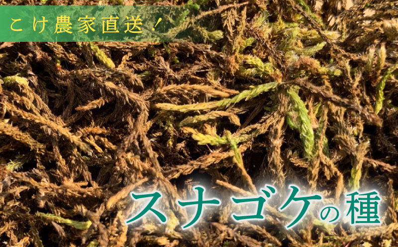 こけ専門農家直送!! スナゴケの種5L 苔テラリウム 苔 コケ 牧之原市 静岡県