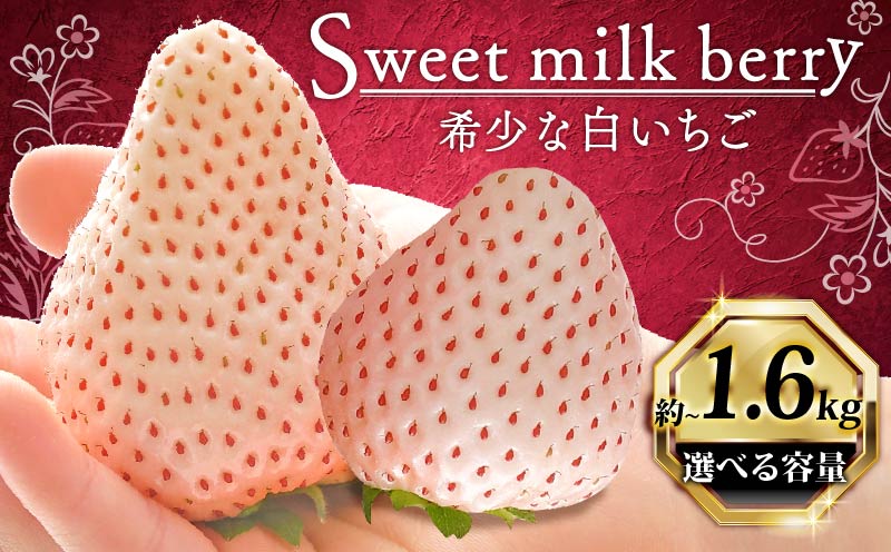 いちご 白いちご 計 1600g 計 4 パック 高級 白 イチゴ 苺 セット Sweet milk berry 4 パック 400g × 4 パック フルーツ 果物 ストロベリー 産地直送 国産 スイーツ デザート くだもの イチゴ 果物 贈答用 ギフト 畠農宝 静岡県 牧之原市