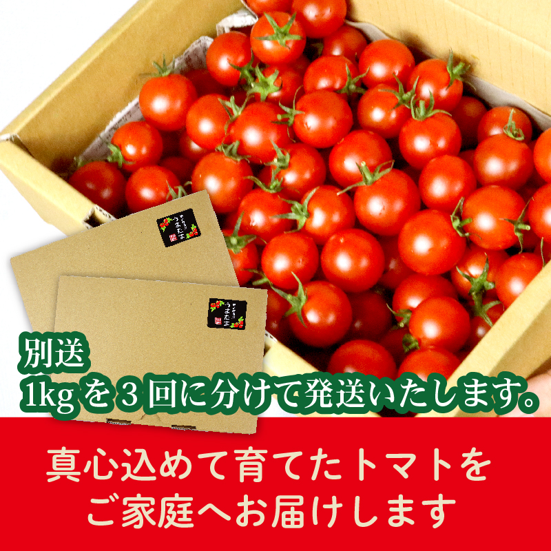 【先行予約】ミニ トマト フルーツ トマト ラブリーさくら うまたま 予約 受付 1kg × 3回 発送 計 3kg 国産 野菜 フルーツ 甘い 静岡県 牧之原市 山本農園