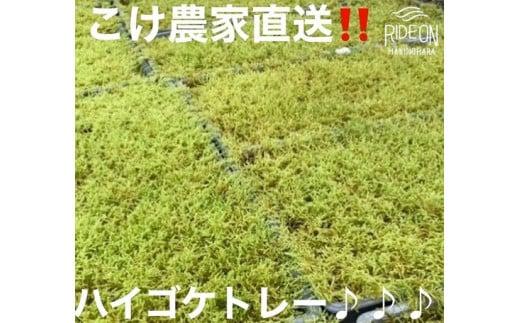 123-14　こけ専門農家直送!!ハイゴケ（育苗トレー入り）6枚