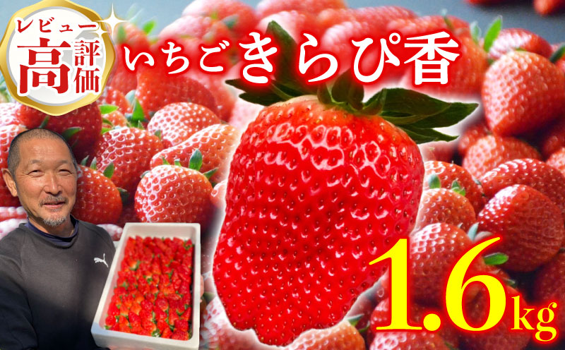 いちご 予約受付 【2026年1月から出荷】 鈴木農園の朝摘みきらぴ香 1.6kg 800 g × 2 パック