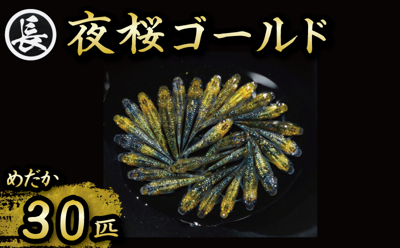 129-27　夜桜ゴールド　オス・メス　ランダム30匹 アクアリウム 水槽 インテリア  厳選 鑑賞 メダカ 静岡県 牧之原市 丸長