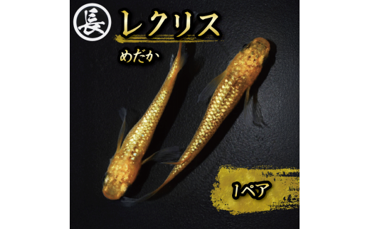 129-3 魚介 魚類 魚 レクリス 1ペア めだか 飼育 おすすめ 水槽 インテリア 生物 鑑賞 美 静岡県 牧之原市 丸長