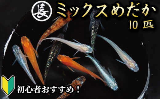 129-2 魚介 魚類 魚 ミックスめだか 10匹 めだか 飼育 初心者 おすすめ 水槽 インテリア 生物 鑑賞 美 静岡県 牧之原市 丸長