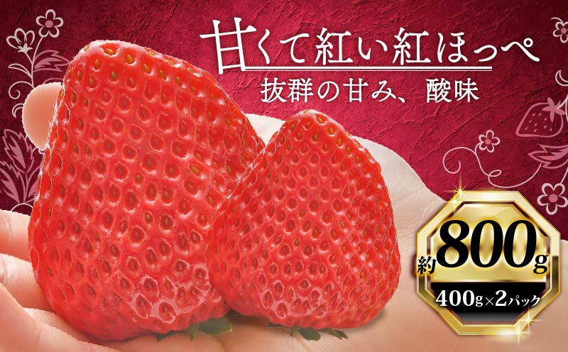 いちご 紅ほっぺ 計 800g 計 2 パック 高級 イチゴ 苺 セット べにほっぺ 2 パック 400g × 2 パック フルーツ 果物 ストロベリー 産地直送 国産 スイーツ デザート くだもの イチゴ 果物 贈答用 ギフト 畠農宝 静岡県 牧之原市