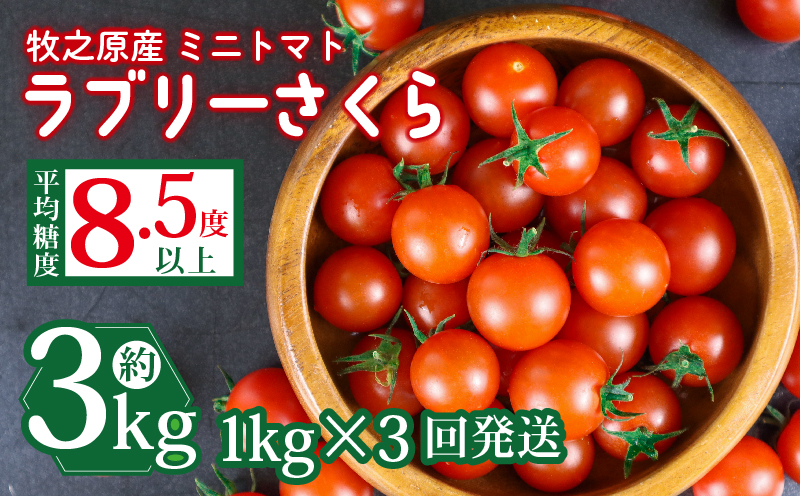 【先行予約】ミニ トマト フルーツ トマト ラブリーさくら うまたま 予約 受付 1kg × 3回 発送 計 3kg 国産 野菜 フルーツ 甘い 静岡県 牧之原市 山本農園